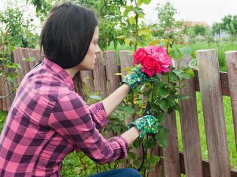 Professional garden care in a Camberwell outdoor space