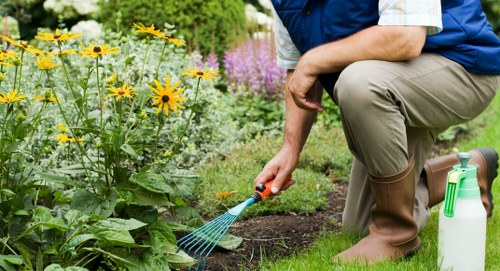 Tree pruning and canopy reduction service in Camberwell