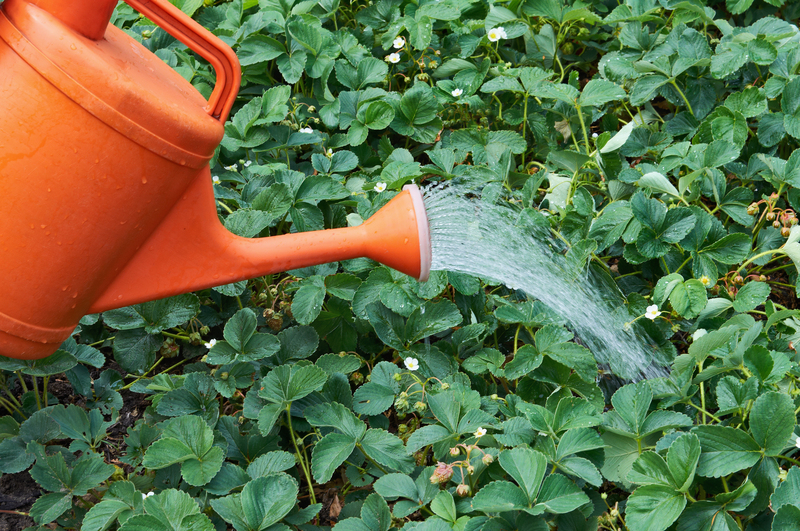 garden maintenance hedge trimming