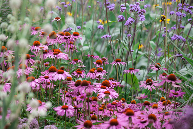 garden lawn